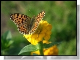 Motyl, Perłowiec malinowiec, Kwiat, Cynia