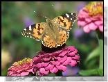 Motyl, Rusałka osetnik, Kwiat, Cynia