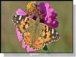 Motyl, Rusałka osetnik, Kwiat, Cynia