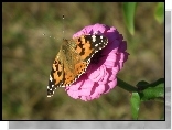 Motyl, Rusa�ka osetnik, Kwiat, Cynia