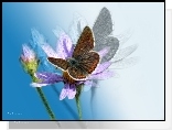 Motyl, Owad, Kwiat, Grafika