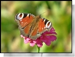 Motyl, Rusałka pawik, Kwiat, Cynia
