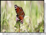 Motyl, Rusałka pawik, Kwiat, Zbliżenie