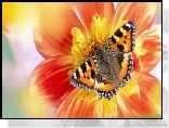 Motyl, Rusałka pokrzywnik, Kwiat, Makro