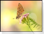 Motyl, Różowy, Kwiat, Makro