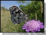 Motyl, Polowiec Szachownica, Kwiat, Łąka