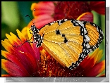 Motyl, Monarcha złocisty, Kwiat, Makro