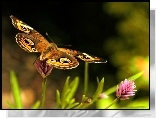 Motyl, Kwiatek