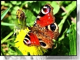 Motyl, Kwiatek
