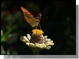 Motyl, Kwiatek