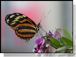 Motyl, Fioletowy, Kwiatek, Makro