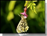 Kwiatek, Motyl, Makro