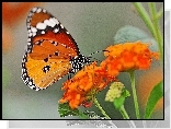 Motyl, Kwiaty