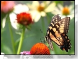 Motyl, Paź królowej, Kwiaty