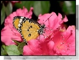 Motyl, Kwiaty
