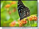 Motyl, Kwiaty