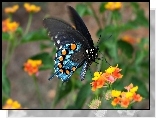 Motyl, Kwiaty