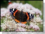 Motyl, Rusałka admirał, Kwiaty, Zbliżenie