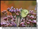 Motyl, Bielinek, Kwiaty, Owad