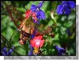 Motyl, Fruczak, Bujankowiec, Kwiaty, Lobelia