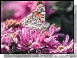 Kwiaty, Motyl, Fractalius