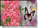 Kwiaty, Motyl, Grafika