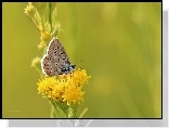 Motyl, Modraszek, Żółte, Kwiaty, Owad