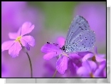 Motyl, Modraszek wieszczek, Kwiaty, Makro