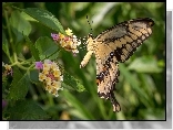 Motyl, Paź Królowej, Kwiaty