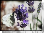 Motyl, Lawenda