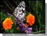Motyl, Lawenda, Aksamitki, Turki