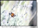Motyl, Lawenda