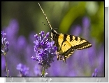 Motyl monarha,  Lawenda wąskolistna