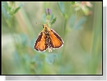 Motyl, Karłątek leśny, Owad