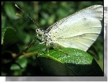 Motyl, Liść