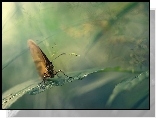 Motyl, Liść