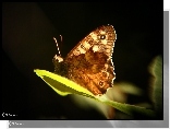 Motyl, Liść