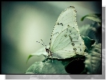 Motyl, Liść