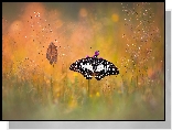 Motyl, Papilio demodocus, Trawa, Liść, Bokeh