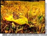 Motyl, Czerwończyk uroczek, Liść, Jesień