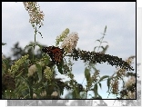 Motyl, Monarch, Budleja, Licie, Lato