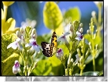 Motyl, Kwiaty, Liście, Światło
