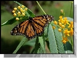 Motyl, Monarch, Liście, Kwiaty