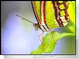 Motyl, Listek