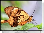 Motyl, Listek