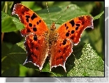 Motyl, Listki