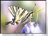 Motyl, Paź królowej, Kwiaty, Makro, Rozmycie