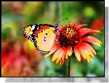 Makro, Motyl, Monarch