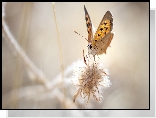 Makro, Motyl, Czerwończyk żarek, Roślina