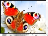 Motyl, Makro